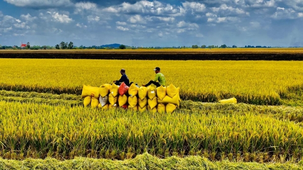 Việt Nam được mùa, cho tự do xuất khẩu lương thực
