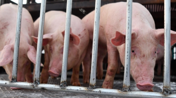 Hoàn thiện quy trình để nhập khẩu lợn sống