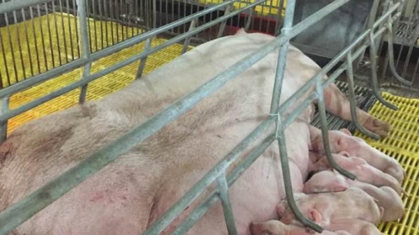 Cụm trang trại 100.000 đầu lợn của Masan tại Nghệ An