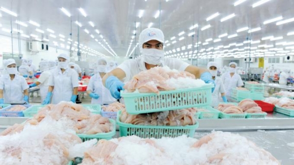 Kiểm soát an toàn thực phẩm cá da trơn xuất khẩu sang Hoa Kỳ