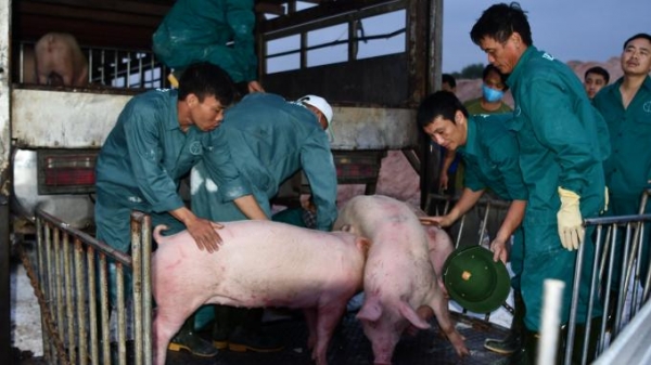 Lợn thịt Thái Lan nhập về chắc chắn rẻ hơn trong nước