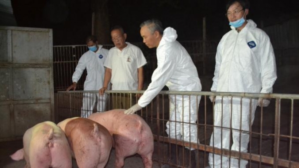 Lô lợn sống nhập khẩu từ Thái Lan về đến Đồng Nai