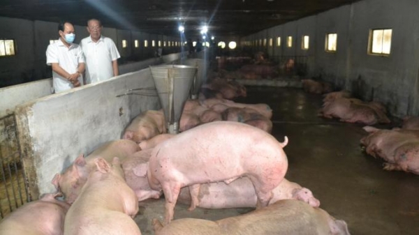 500 con lợn thịt nhập khẩu từ Thái Lan về đến Đồng Nai