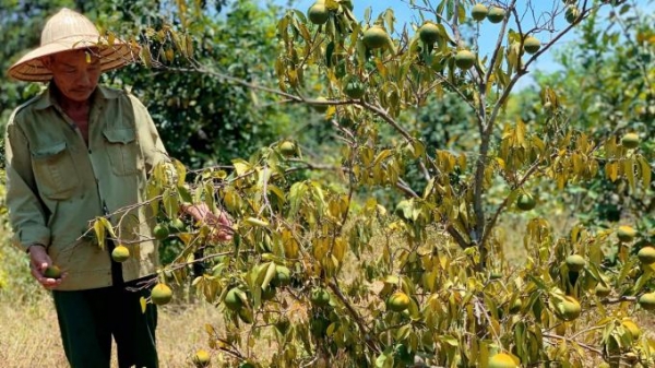 Nắng nóng khốc liệt: Hơn 1.000 ha cây ăn quả đặc sản lay lắt chờ chết