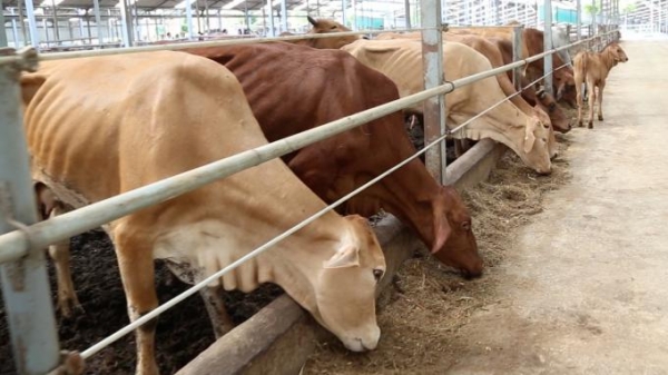 Chủ tịch T&T 159 chỉ ra bí quyết sản xuất 1kg bò hơi với 35.000 đồng