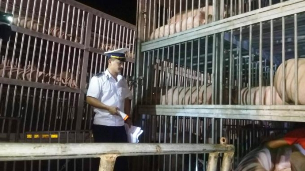Lô lợn gần 2.500 con nhập từ Thái: Tuyệt đối an toàn dịch bệnh, thực phẩm
