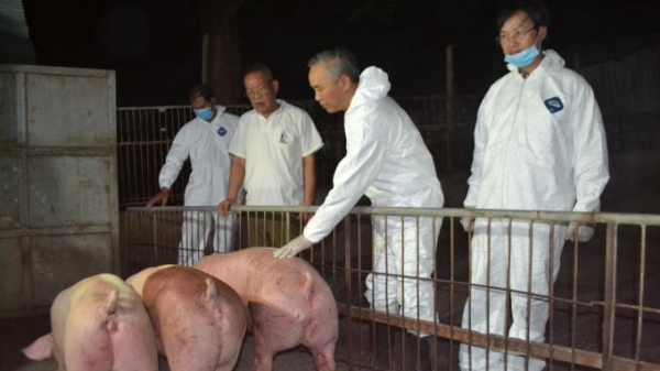 Cần kiểm soát chặt chẽ việc nhập khẩu lợn sống từ Thái Lan