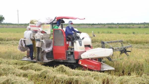 Xuất khẩu gạo sang EU: Hạn ngạch nhỏ, ý nghĩa lớn