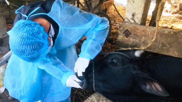 Việt Nam kiểm soát tốt bệnh lở mồm long móng trên gia súc