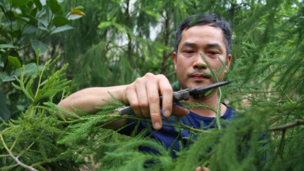 Hành trình bảo tồn, phát triển giống cây hiếm ở Yên Tử