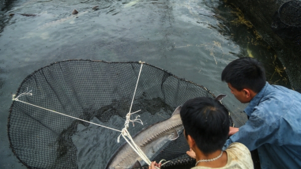 Giao Bộ Công an xem xét xử lý vấn đề cá tầm Trung Quốc