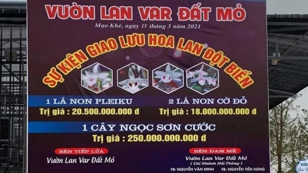 Cục Thuế Quảng Ninh nói gì vụ giao dịch lan đột biến gần 300 tỷ?