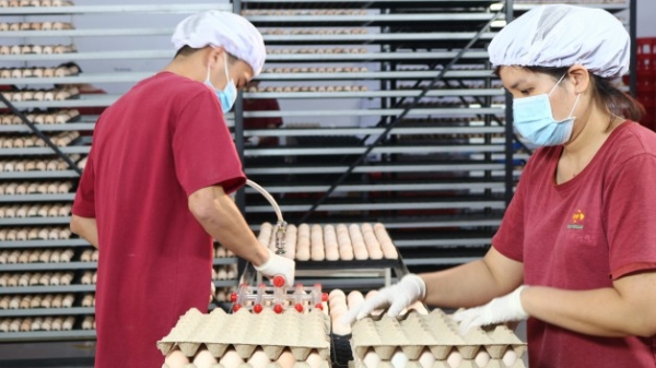 Bel Gà khánh thành nhà máy ấp trứng gia cầm công nghệ cao tại Tây Ninh