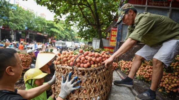 Thủ tướng chỉ đạo tìm giải pháp tiêu thụ vải thiều Bắc Giang