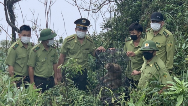 Tự nguyện giao khỉ quý hiếm để thả về tự nhiên