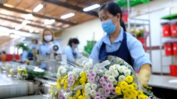 Thỏa thuận hoạt chất thay thế Glyphosate xử lý hoa cắt cành xuất khẩu vào Úc