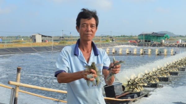 Đột phá nuôi tôm nước lợ công nghệ cao vùng Tứ giác Long Xuyên