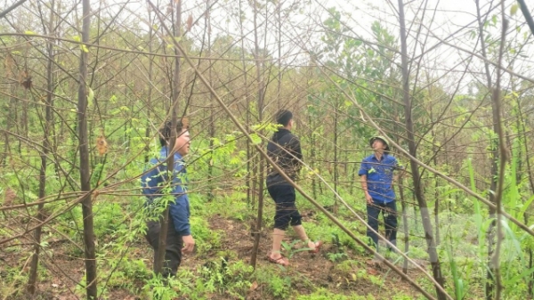 Sâu xanh bùng phát dữ dội, ồ ạt phá rụi rừng bồ đề ở Hà Giang