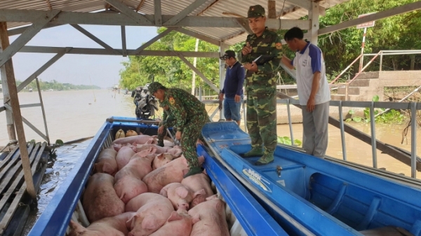 Vận chuyển trái phép lợn qua biên giới gia tăng: Bộ NN-PTNT yêu cầu xử lý nghiêm