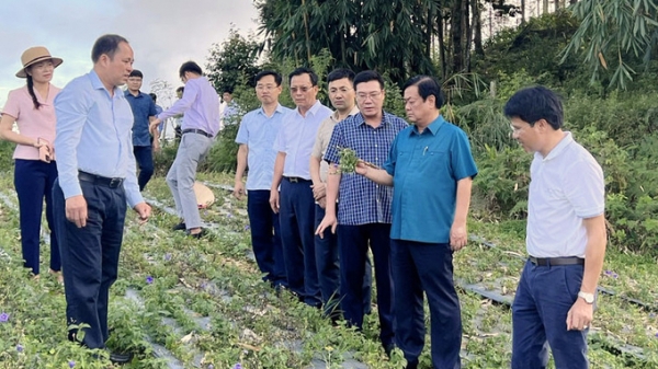 Lào Cai cần chú trọng phát triển nông sản đặc hữu