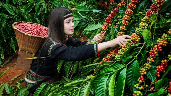 Việt Nam cần xây dựng văn hóa cà phê nếu muốn gây ấn tượng với quốc tế