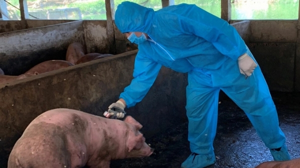 Công bố thêm 1 loại vacxin dịch tả lợn châu Phi trong tháng 2