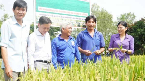 Nông dân hứng khởi tham gia mô hình trồng lúa thân thiện với môi trường