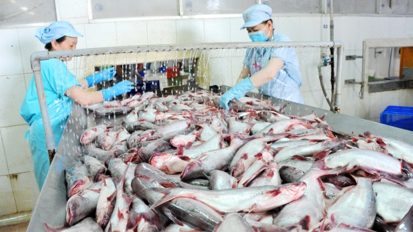 Giá cá tra có thể đạt 35.000 đồng/kg, doanh nghiệp 'đói' nguyên liệu