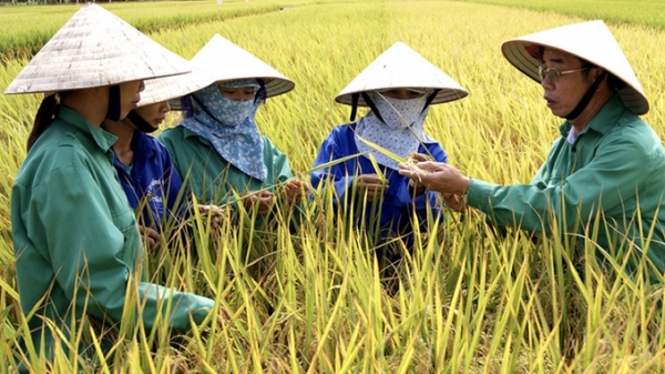 Xây dựng thương hiệu lúa gạo Thái Bình chinh phục thị trường thế giới
