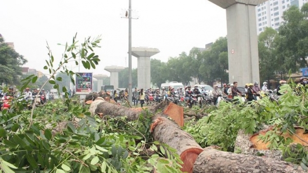Khởi tố thêm 4 bị can trong vụ nâng khống giá cây xanh ở Hà Nội