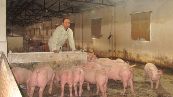 Người chăn nuôi điêu đứng trong 'bão kép': Bán lợn không đủ trả tiền cám