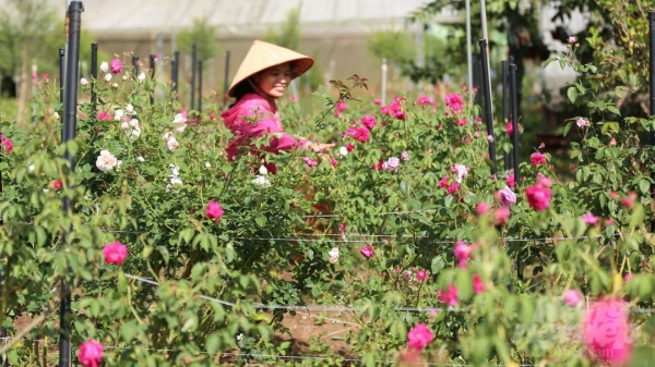 Sản xuất trà hoa hồng hữu cơ, bán 1,5 triệu đồng/kg