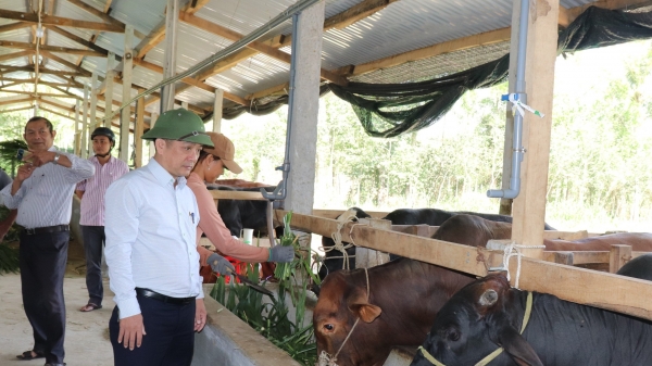 [Bài 1]: Địa phương có đàn bò lai tốp đầu cả nước