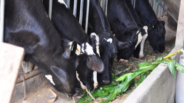 Đàn bò sữa giảm vì chi phí tăng cao