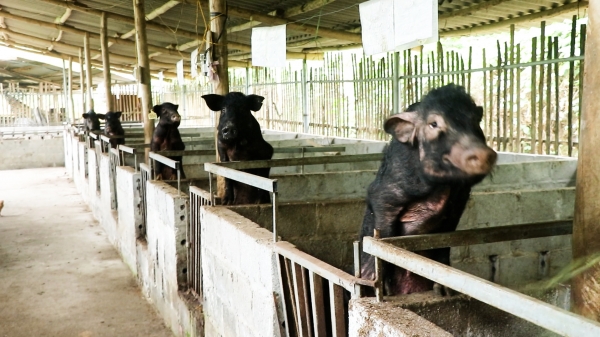 Tham gia liên kết, nuôi lợn đen bản địa bán tới 80.000 đồng/kg