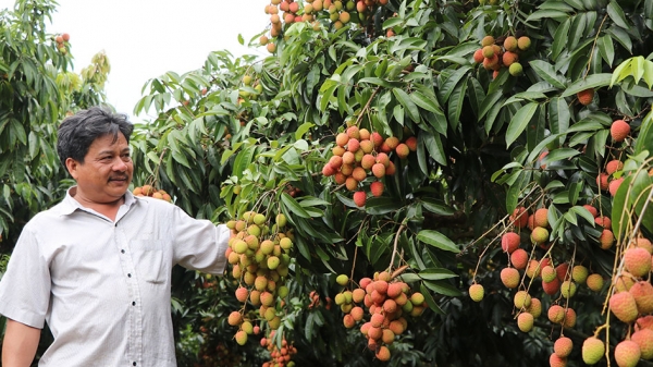 Đắk Lắk: Vải thiều đầu mùa bán tại vườn 20.000 đồng/kg