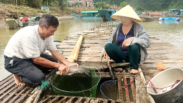 'Cá trắm Phong Nha', thương hiệu gắn với danh thắng thế giới
