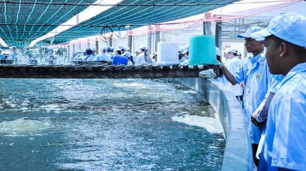 Làm gì để ngành tôm tăng sức cạnh tranh? [Bài 2]: Tỷ lệ nuôi thành công thua xa Ecuador, Ấn Độ