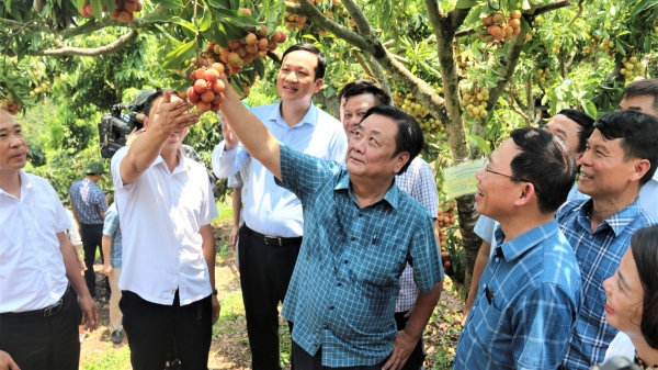 Mô hình vải thiều 'đưa chợ về vườn' khiến Bộ trưởng Lê Minh Hoan tâm đắc