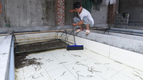 Nuôi lươn không bùn làm giàu cho miền duyên hải Nam Định