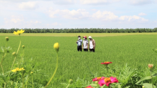 30 học viên của Quảng Trị hoàn thành đào tạo giảng viên sức khỏe cây trồng