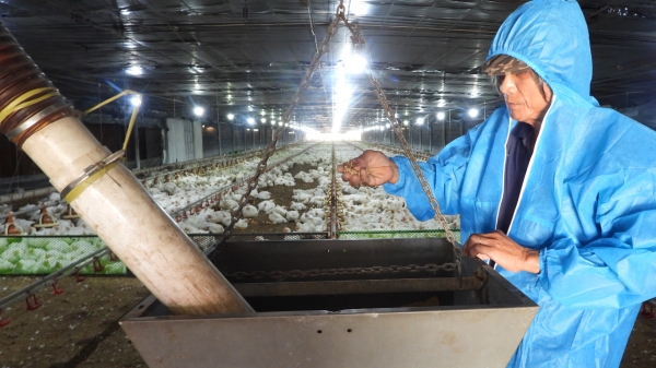 Tạo vùng chăn nuôi an toàn dịch bệnh [Bài 1]: Liên kết nuôi gà trang trại công nghệ hiện đại
