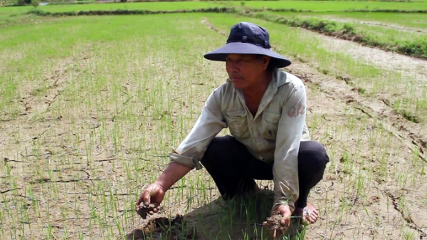 Chuyển mạnh đất lúa kém hiệu quả sang cây trồng cạn