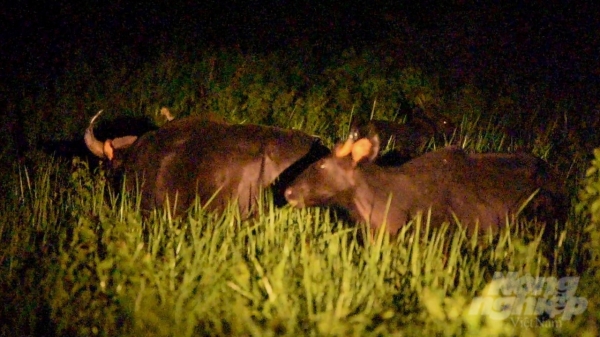 Chạm mặt bò tót hoang dã trong đêm ở Vườn Quốc gia Cát Tiên