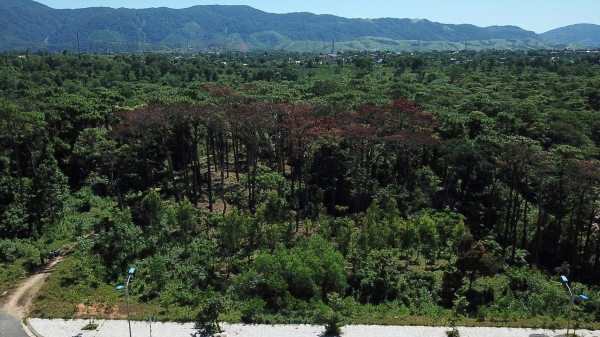 Tình trạng đầu độc rừng thông, lấn chiếm đất sản xuất diễn biến phức tạp