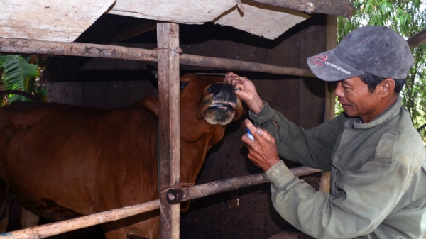 Vacxin cung ứng chậm kéo tụt tỷ lệ tiêm phòng đàn vật nuôi