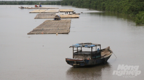 Cần tiếp tục duy trì Khu bảo tồn thiên nhiên đất ngập nước Tiền Hải