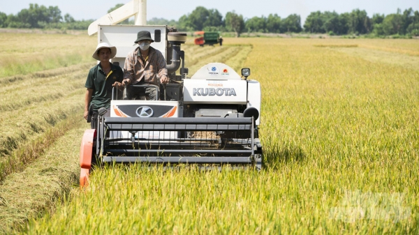 Đồng Tháp kêu gọi doanh nghiệp tham gia chuỗi giá trị lúa gạo bền vững