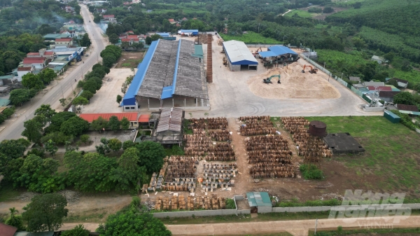 Loạn các cơ sở chế biến gỗ keo ở Thanh Hóa