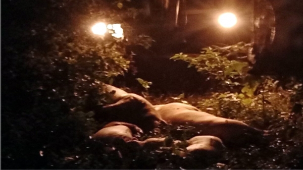 Xác lợn chết vứt bừa bãi trên địa bàn huyện Gio Linh
